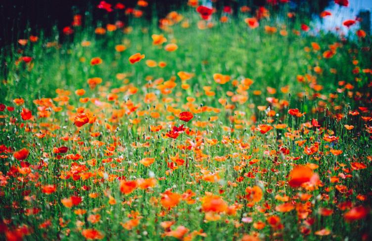 dylan-nolte-6iRaz6RpLPA-unsplash.jpg dylan-nolte-6iRaz6RpLPA-unsplash.jpg