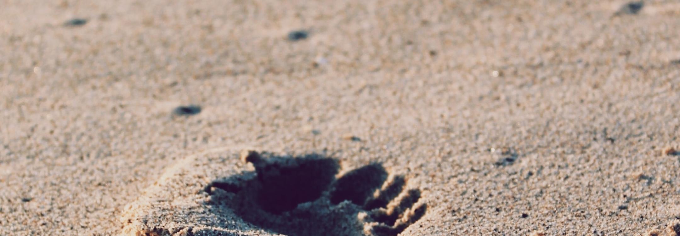 christopher-sardegna-iRyGmA_no2Q-unsplash_0.jpg christopher-sardegna-iRyGmA_no2Q-unsplash_0.jpg