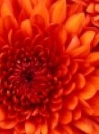 cover-1013.jpg cover-1013.jpg